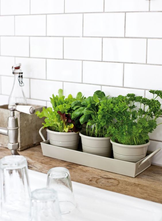 Set of herbs in small vase used to decor kitchen counter