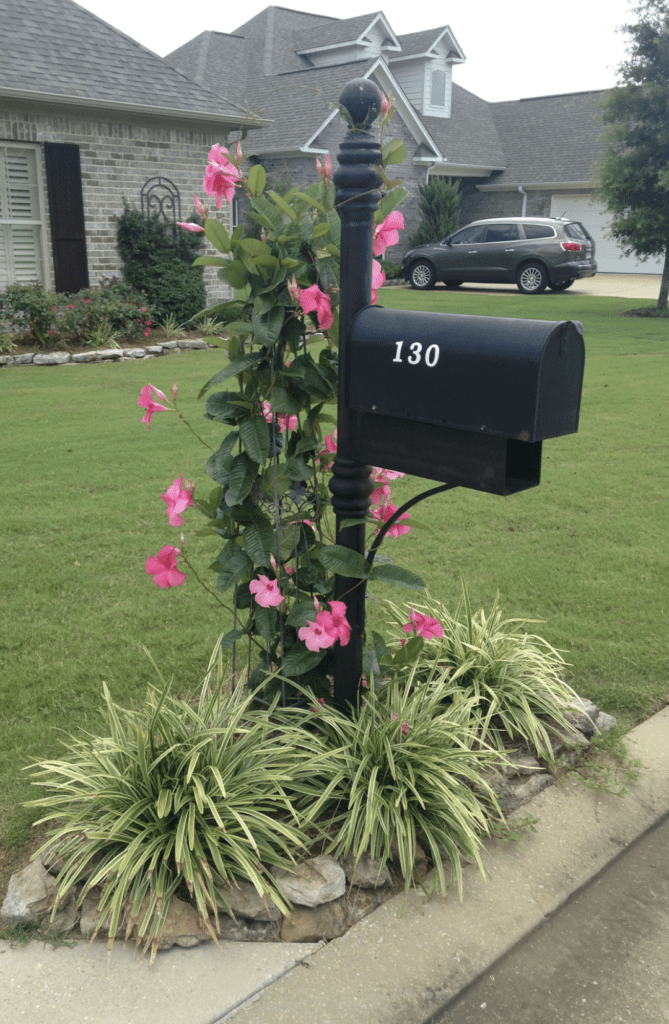 landscaping of front yard using flowering vines 